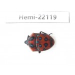 Hemiptera sp. China, Guangxi, Baise, Mt.Cenwanglaoshan. 1Pcs. Hemi-22119.