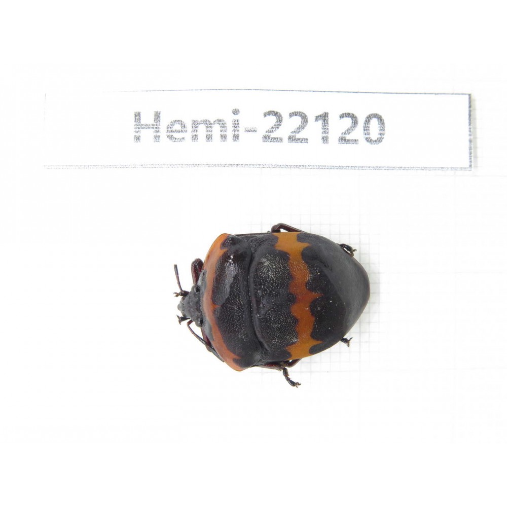 Hemiptera sp. China, Guangxi, Baise, Mt.Cenwanglaoshan. 1Pcs. Hemi-22120.