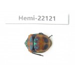 Hemiptera sp. China, Guangxi, Baise, Mt.Cenwanglaoshan. 1Pcs. Hemi-22121.