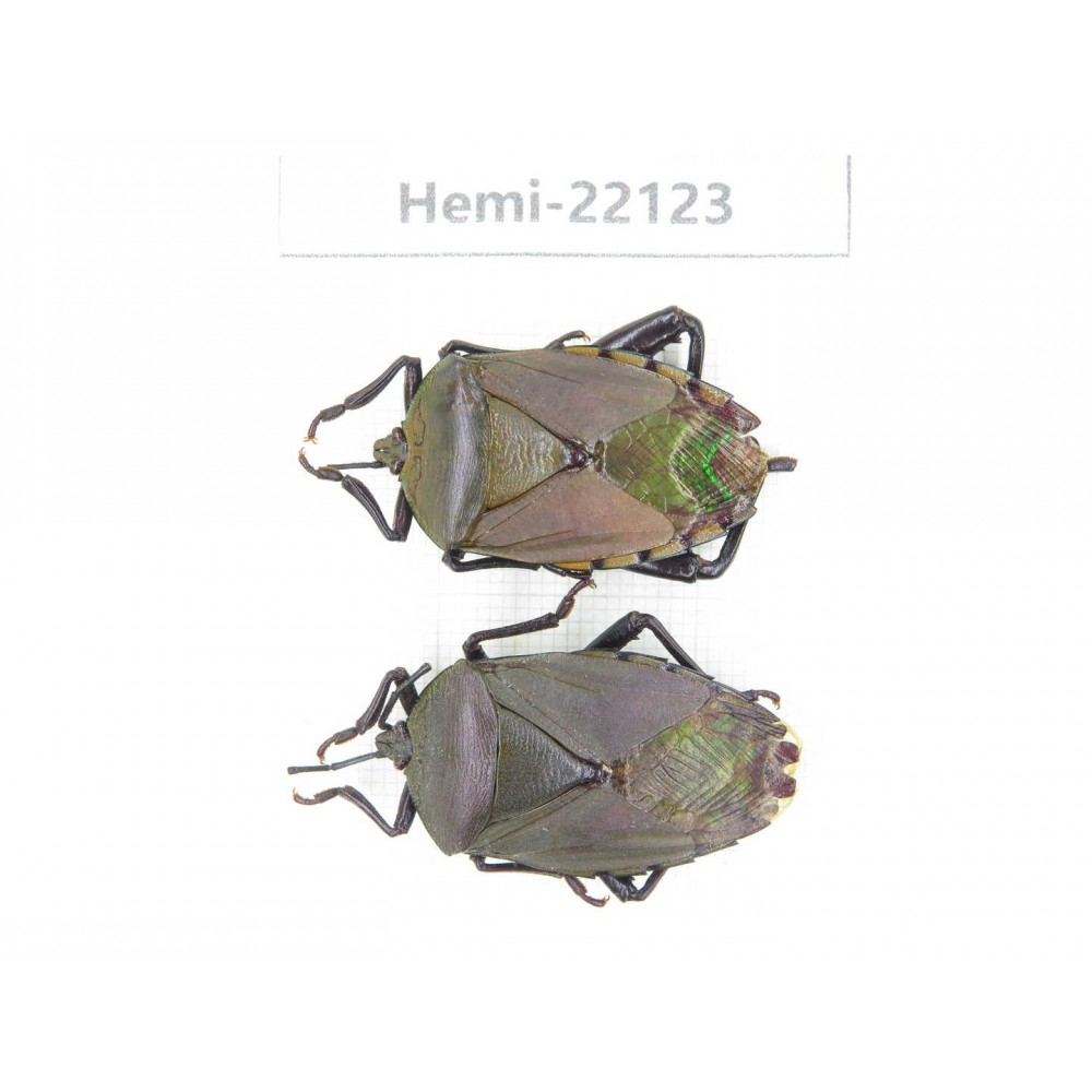 Hemiptera sp. China, Guangxi, Baise, Mt.Cenwanglaoshan. 2Pcs. Hemi-22123.