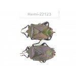 Hemiptera sp. China, Guangxi, Baise, Mt.Cenwanglaoshan. 2Pcs. Hemi-22123.