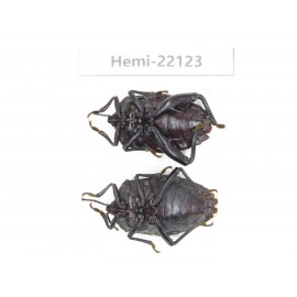 Hemiptera sp. China, Guangxi, Baise, Mt.Cenwanglaoshan. 2Pcs. Hemi-22123.