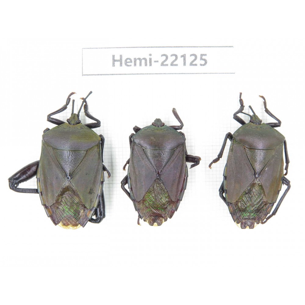 Hemiptera sp. China, Guangxi, Baise, Mt.Cenwanglaoshan. 3Pcs. Hemi-22125.