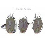 Hemiptera sp. China, Guangxi, Baise, Mt.Cenwanglaoshan. 3Pcs. Hemi-22125.