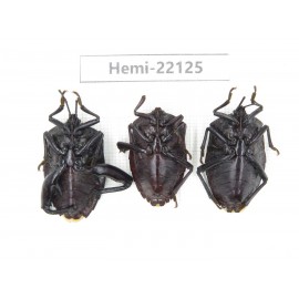 Hemiptera sp. China, Guangxi, Baise, Mt.Cenwanglaoshan. 3Pcs. Hemi-22125.