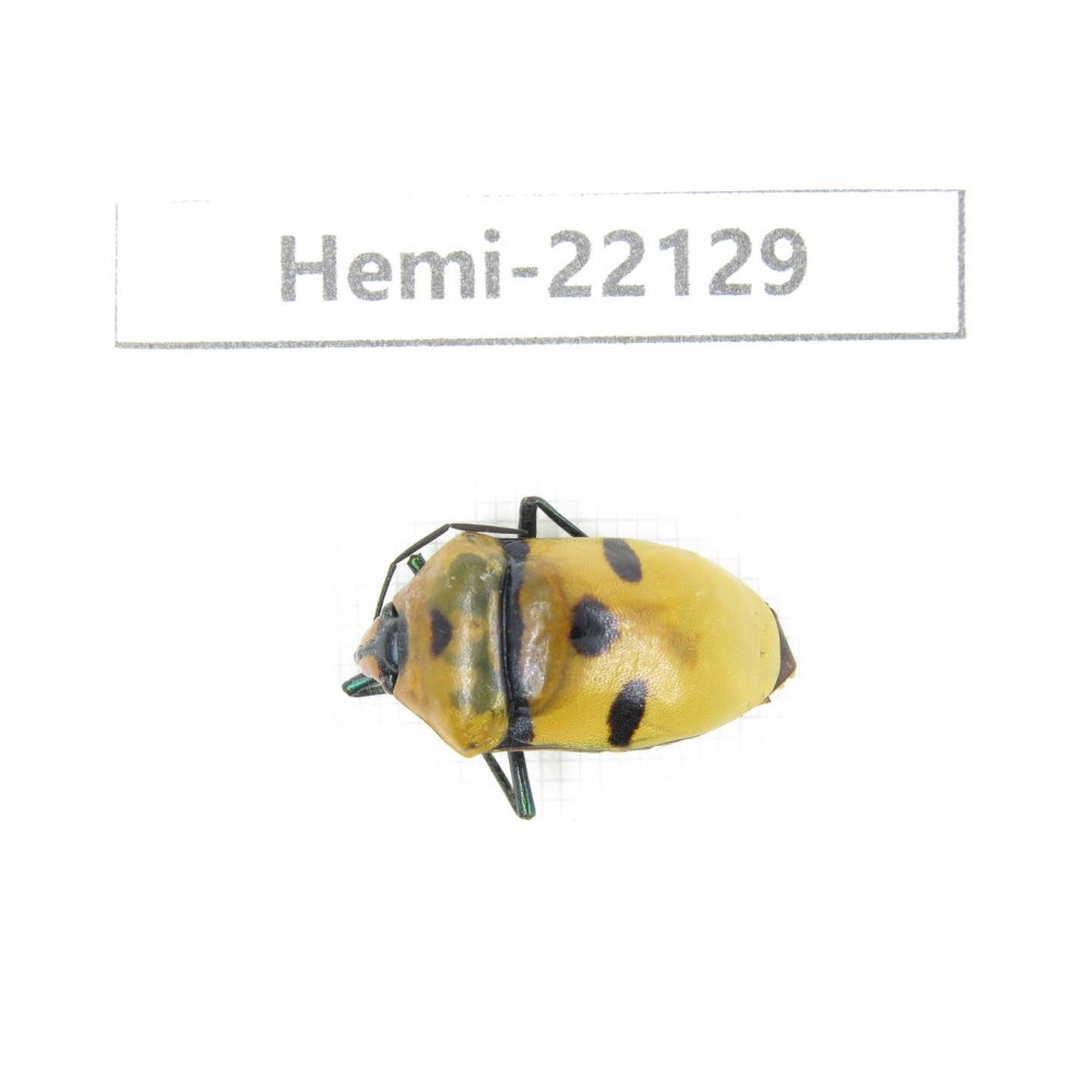 Hemiptera sp. China, Guangxi, Baise, Mt.Cenwanglaoshan. 1Pcs. Hemi-22129.