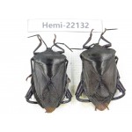 Hemiptera sp. China, Guizhou, Qiandongnan, Mt.Leigongshan. 2Pcs. Hemi-22132.