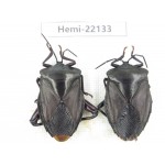 Hemiptera sp. China, Guizhou, Qiandongnan, Mt.Leigongshan. 2Pcs. Hemi-22133.