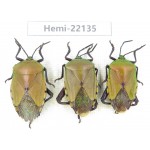 Hemiptera sp. China, Guizhou, Qiandongnan, Mt.Leigongshan. 3Pcs. Hemi-22135.