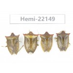 Hemiptera sp. China,  Yunnan, Nujiang, N of Mt.Biluoxueshan. 4Pcs. Hemi-22149.