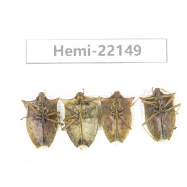 Hemiptera sp. China,  Yunnan, Nujiang, N of Mt.Biluoxueshan. 4Pcs. Hemi-22149.