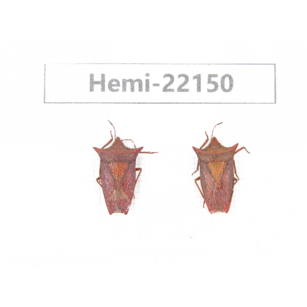 Hemiptera sp. China,  Yunnan, Nujiang, N of Mt.Biluoxueshan. 2Pcs. Hemi-22150.