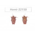 Hemiptera sp. China,  Yunnan, Nujiang, N of Mt.Biluoxueshan. 2Pcs. Hemi-22150.