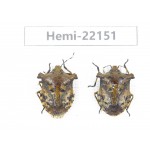 Hemiptera sp. China,  Yunnan, Nujiang, N of Mt.Biluoxueshan. 2Pcs. Hemi-22151.