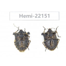 Hemiptera sp. China,  Yunnan, Nujiang, N of Mt.Biluoxueshan. 2Pcs. Hemi-22151.