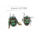 Hemiptera sp. China,  Yunnan, Xiangerila, S of Weixi county. 2Pcs. Hemi-22160.
