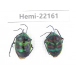 Hemiptera sp. China,  Yunnan, Xiangerila, S of Weixi county. 2Pcs. Hemi-22161.