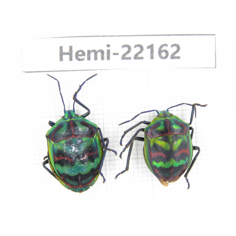 Hemiptera sp. China,  Yunnan, Xiangerila, S of Weixi county. 2Pcs. Hemi-22162.