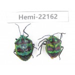 Hemiptera sp. China,  Yunnan, Xiangerila, S of Weixi county. 2Pcs. Hemi-22162.