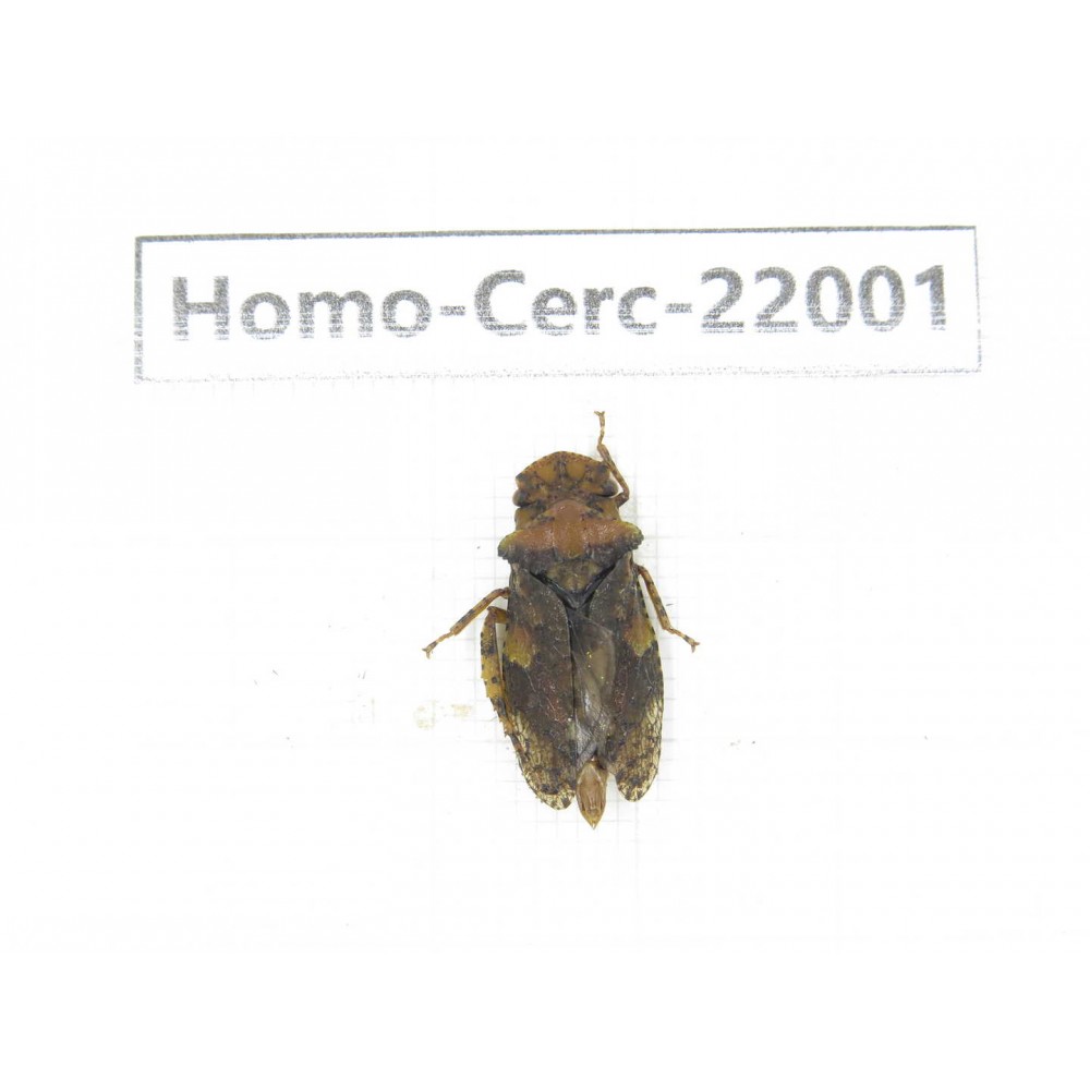 Cercopidae sp. China, Yunnan, Nujiang, N of Mt.Biluoxueshan. 1Pcs. Homo-Cerc-22001.