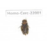 Cercopidae sp. China, Yunnan, Nujiang, N of Mt.Biluoxueshan. 1Pcs. Homo-Cerc-22001.