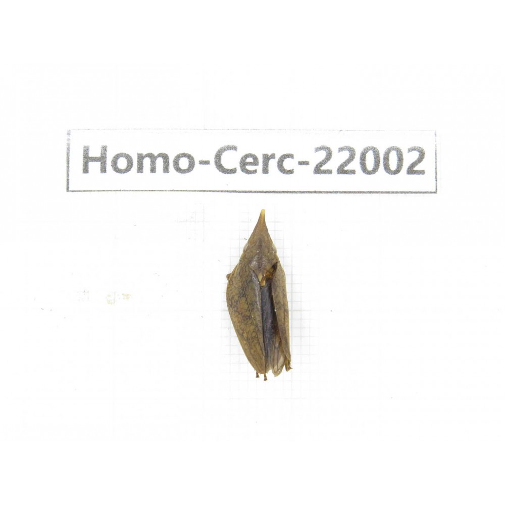 Cercopidae sp. China, Yunnan, Nujiang, N of Mt.Biluoxueshan. 1Pcs. Homo-Cerc-22002.