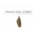 Cercopidae sp. China, Yunnan, Nujiang, N of Mt.Biluoxueshan. 1Pcs. Homo-Cerc-22002.