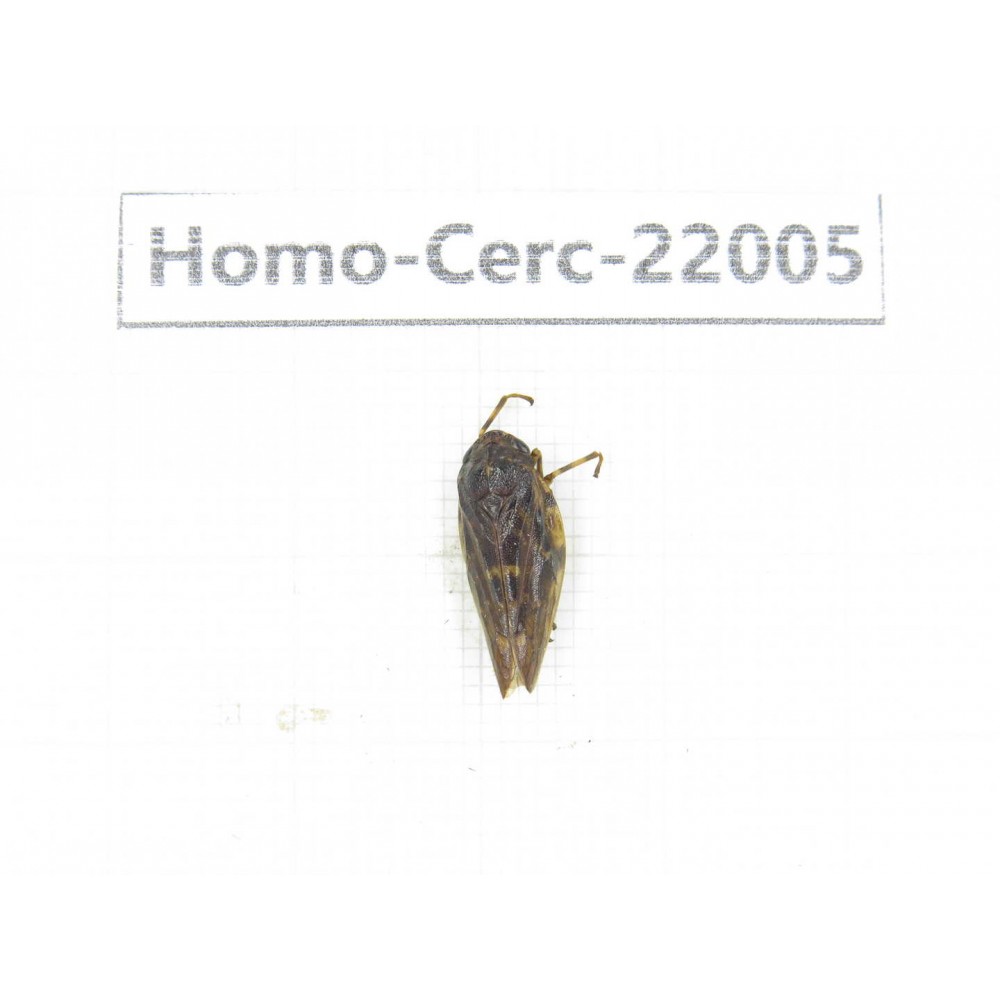 Cercopidae sp. China, Tibet, Linzhi, Bomi county. 1Pcs. Homo-Cerc-22005.