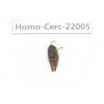 Cercopidae sp. China, Tibet, Linzhi, Bomi county. 1Pcs. Homo-Cerc-22005.