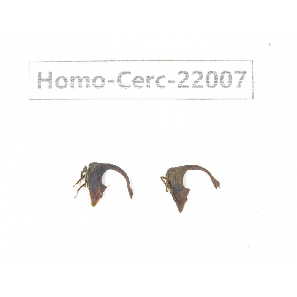 Cercopidae sp. China, Yunnan, Dehong, Longchuan. 2Pcs. Homo-Cerc-22007.