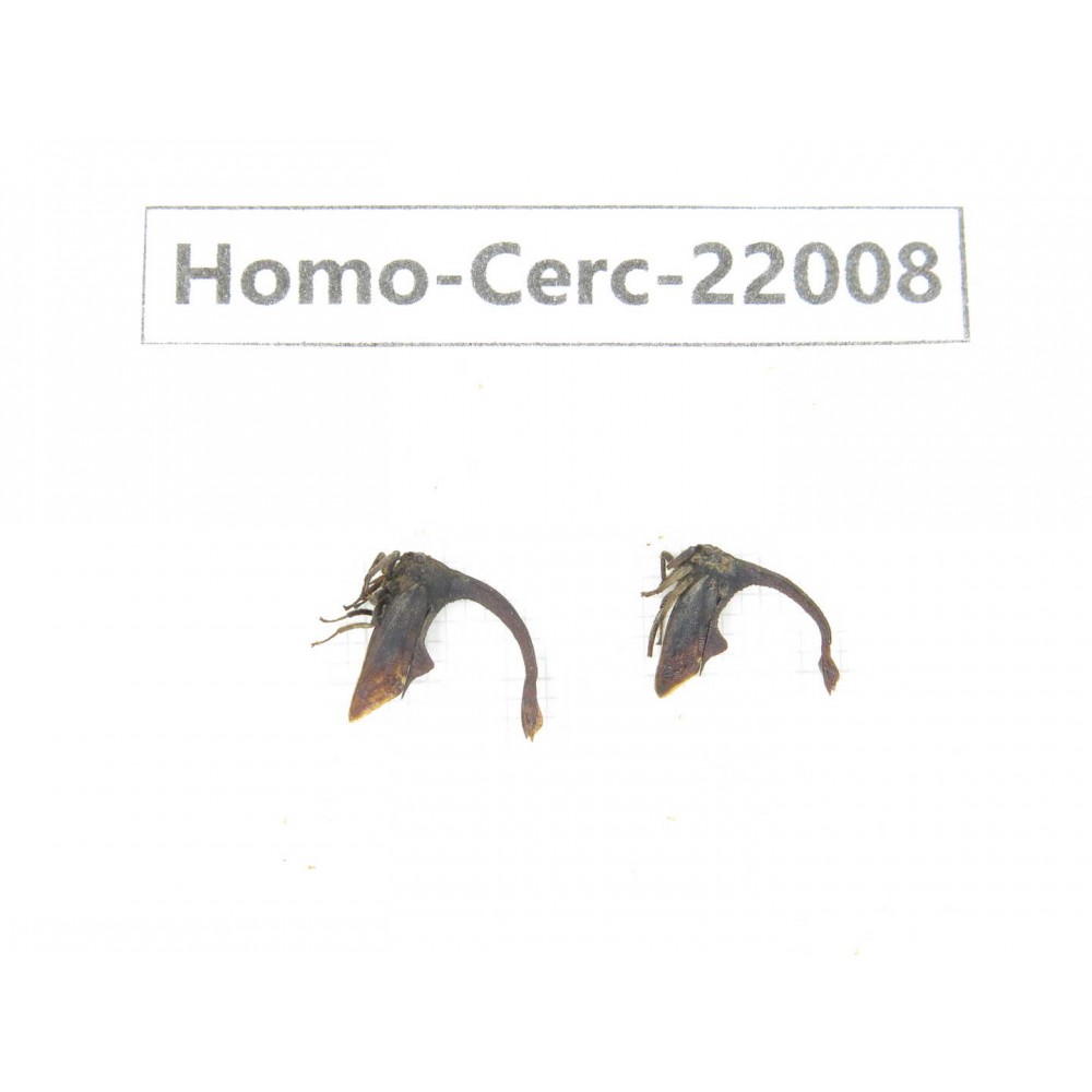 Cercopidae sp. China, Yunnan, Dehong, Longchuan. 2Pcs. Homo-Cerc-22008.