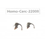 Cercopidae sp. China, Yunnan, Dehong, Longchuan. 2Pcs. Homo-Cerc-22008.