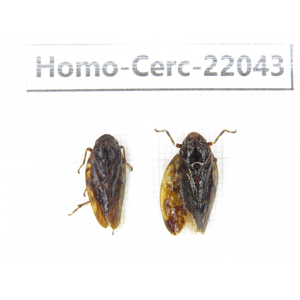 Cercopidae sp. China, Guangxi, Baise, Mt.Cenwanglaoshan. 2Pcs. Homo-Cerc-22043.