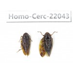 Cercopidae sp. China, Guangxi, Baise, Mt.Cenwanglaoshan. 2Pcs. Homo-Cerc-22043.