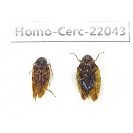 Cercopidae sp. China, Guangxi, Baise, Mt.Cenwanglaoshan. 2Pcs. Homo-Cerc-22043.