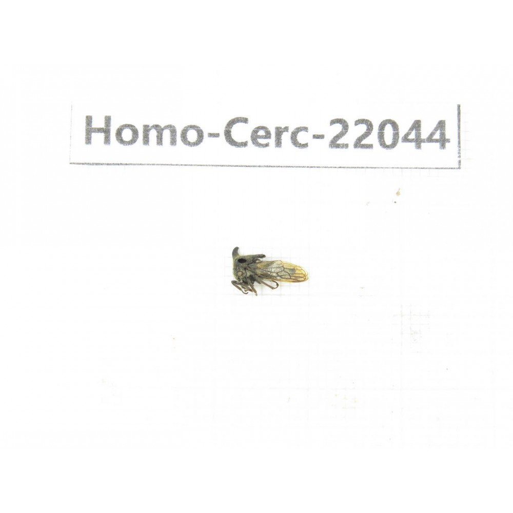 Cercopidae sp. China, Yunnan, Xiangerila, Mt.Daxueshan. 1Pcs. Homo-Cerc-22044.