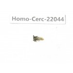 Cercopidae sp. China, Yunnan, Xiangerila, Mt.Daxueshan. 1Pcs. Homo-Cerc-22044.