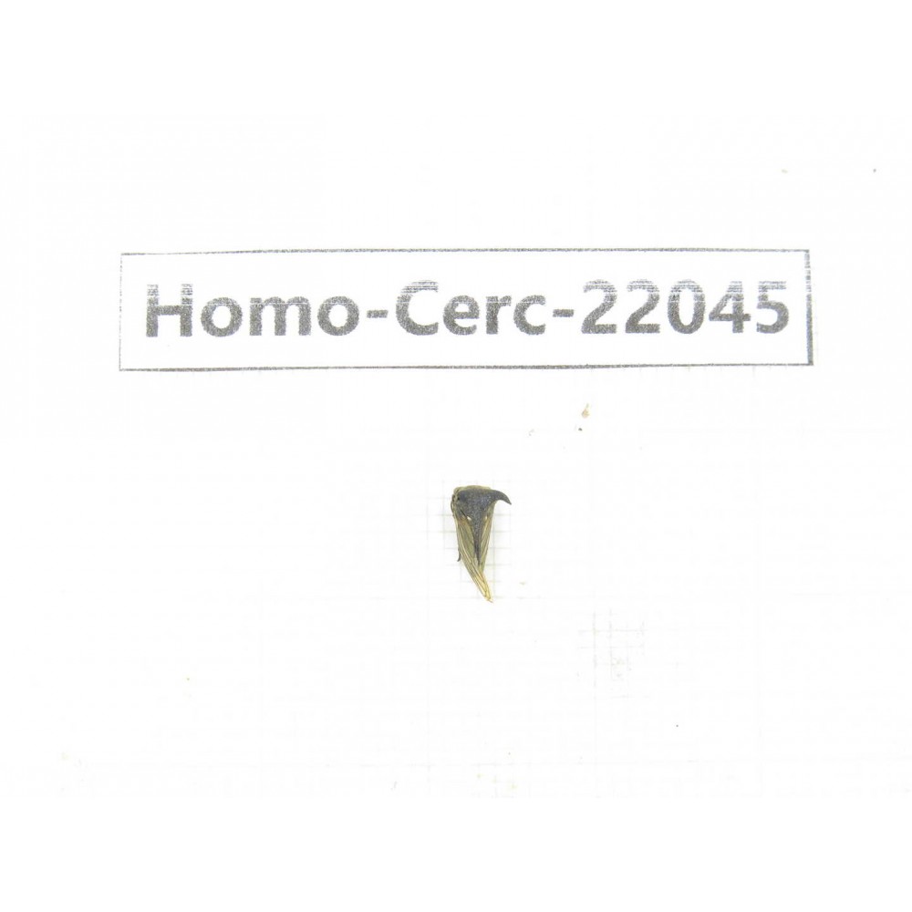 Cercopidae sp. China, Yunnan, Xiangerila, Mt.Daxueshan. 1Pcs. Homo-Cerc-22045.