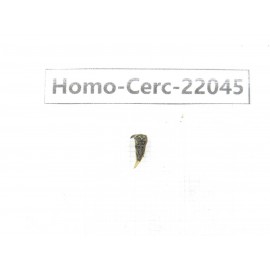 Cercopidae sp. China, Yunnan, Xiangerila, Mt.Daxueshan. 1Pcs. Homo-Cerc-22045.