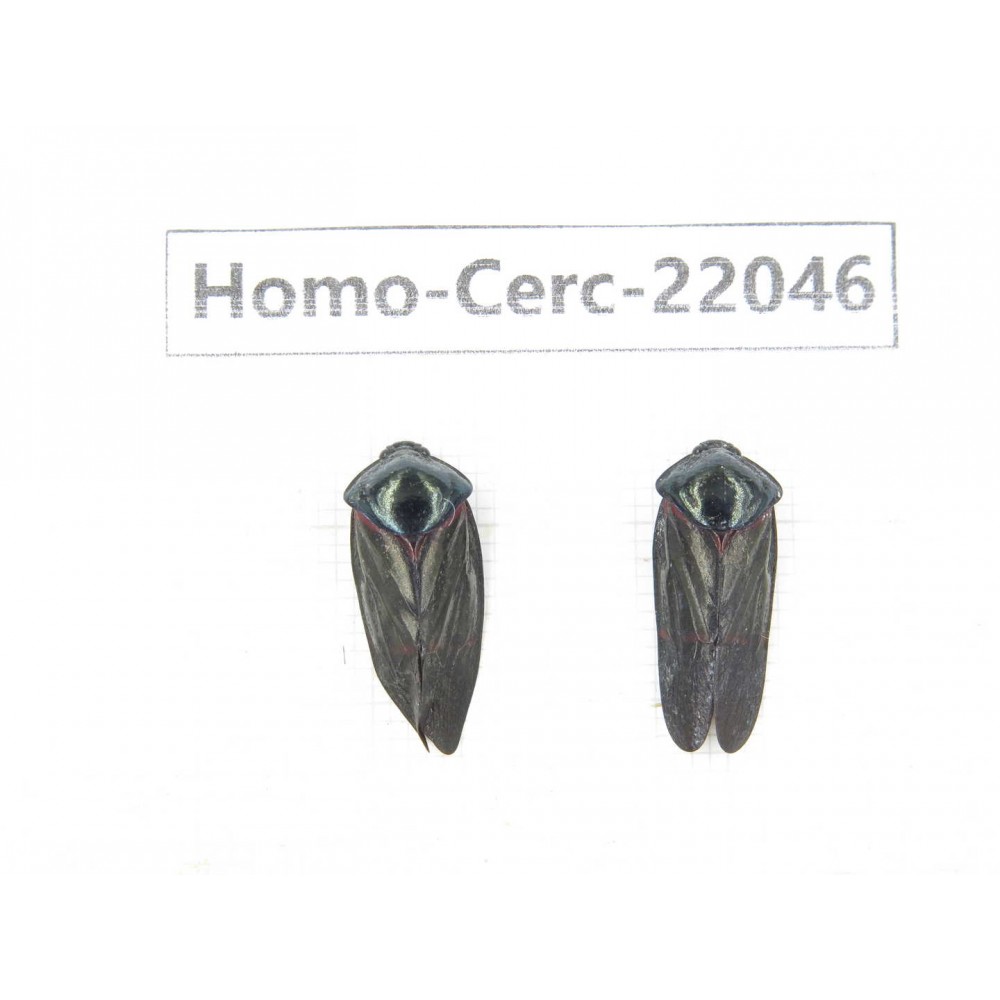 Cercopidae sp. China, Yunnan, Nujiang, N of Mt.Biluoxueshan. 2Pcs. Homo-Cerc-22046.