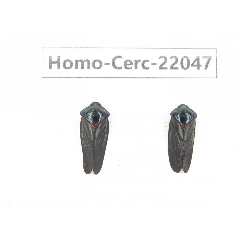 Cercopidae sp. China, Yunnan, Nujiang, N of Mt.Biluoxueshan. 2Pcs. Homo-Cerc-22047.
