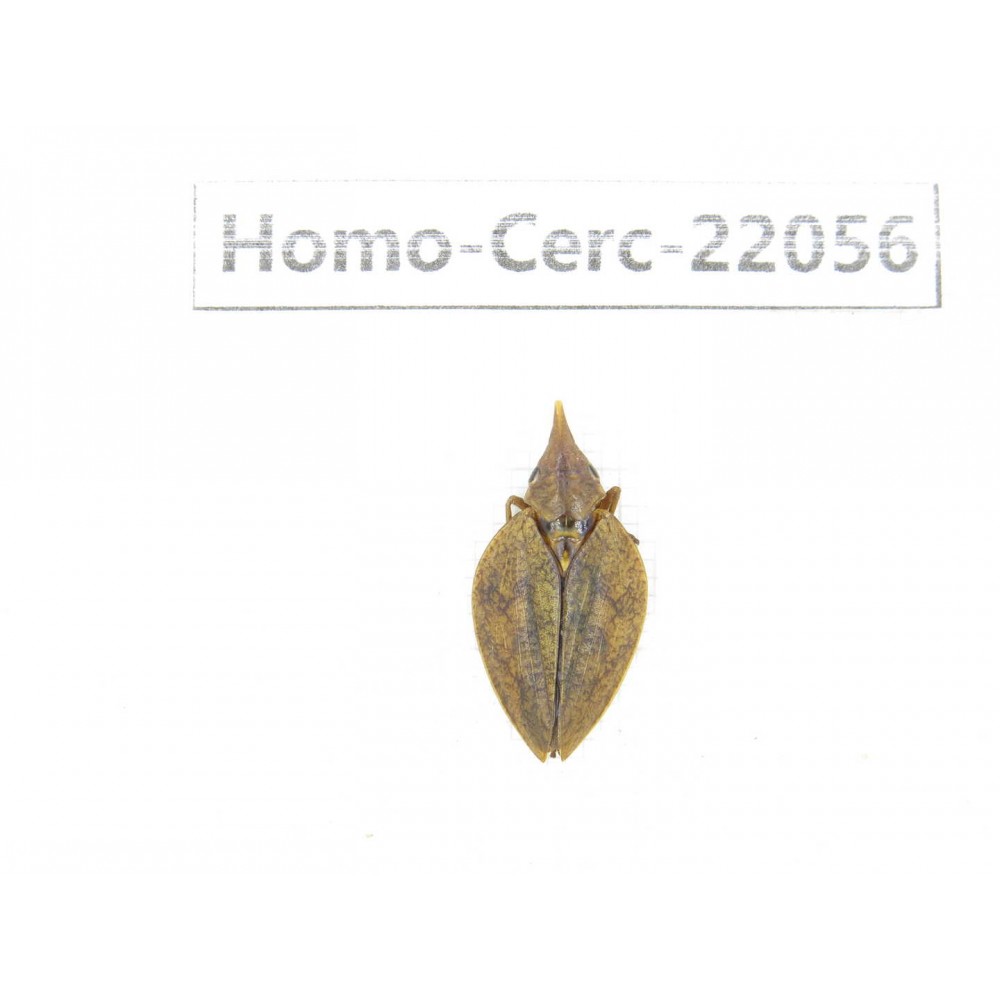 Cercopidae sp. China, Yunnan, Nujiang, N of Mt.Biluoxueshan. 1Pcs. Homo-Cerc-22056.