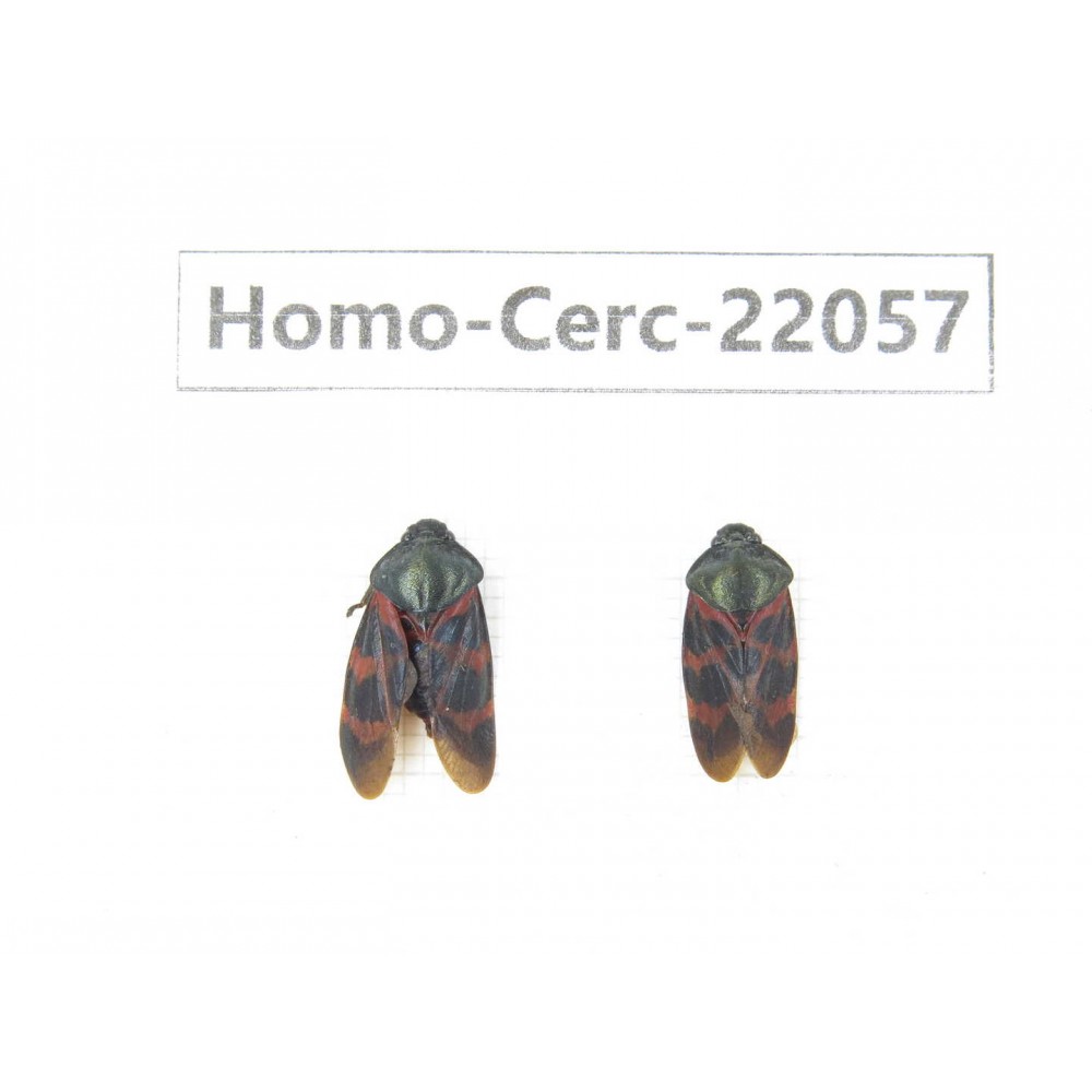 Cercopidae sp. China, Yunnan, Nujiang, N of Mt.Biluoxueshan. 2Pcs. Homo-Cerc-22057.