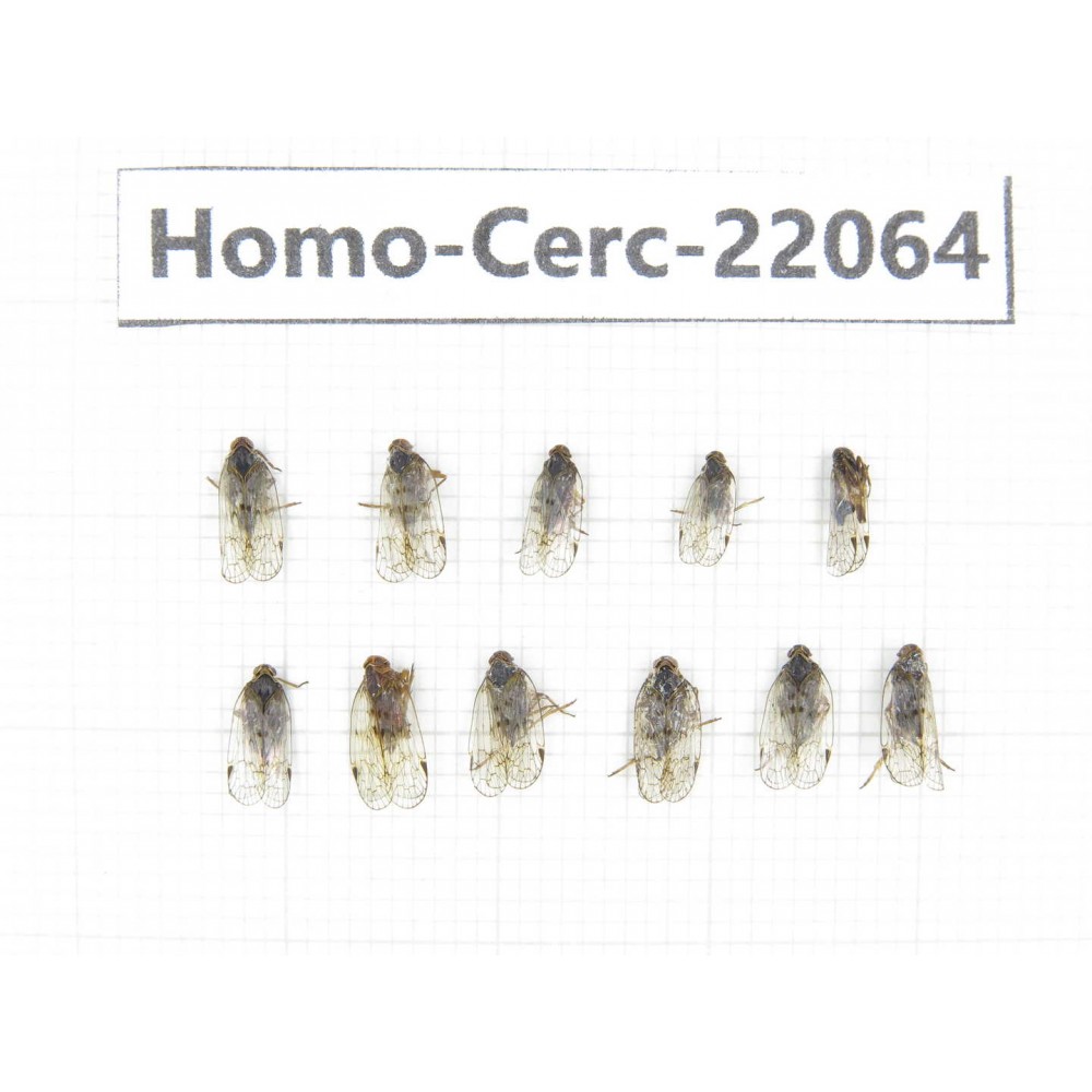 Cercopidae sp. China, Tibet, Linzhi, Bomi county. 11Pcs. Homo-Cerc-22064.