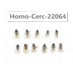 Cercopidae sp. China, Tibet, Linzhi, Bomi county. 11Pcs. Homo-Cerc-22064.