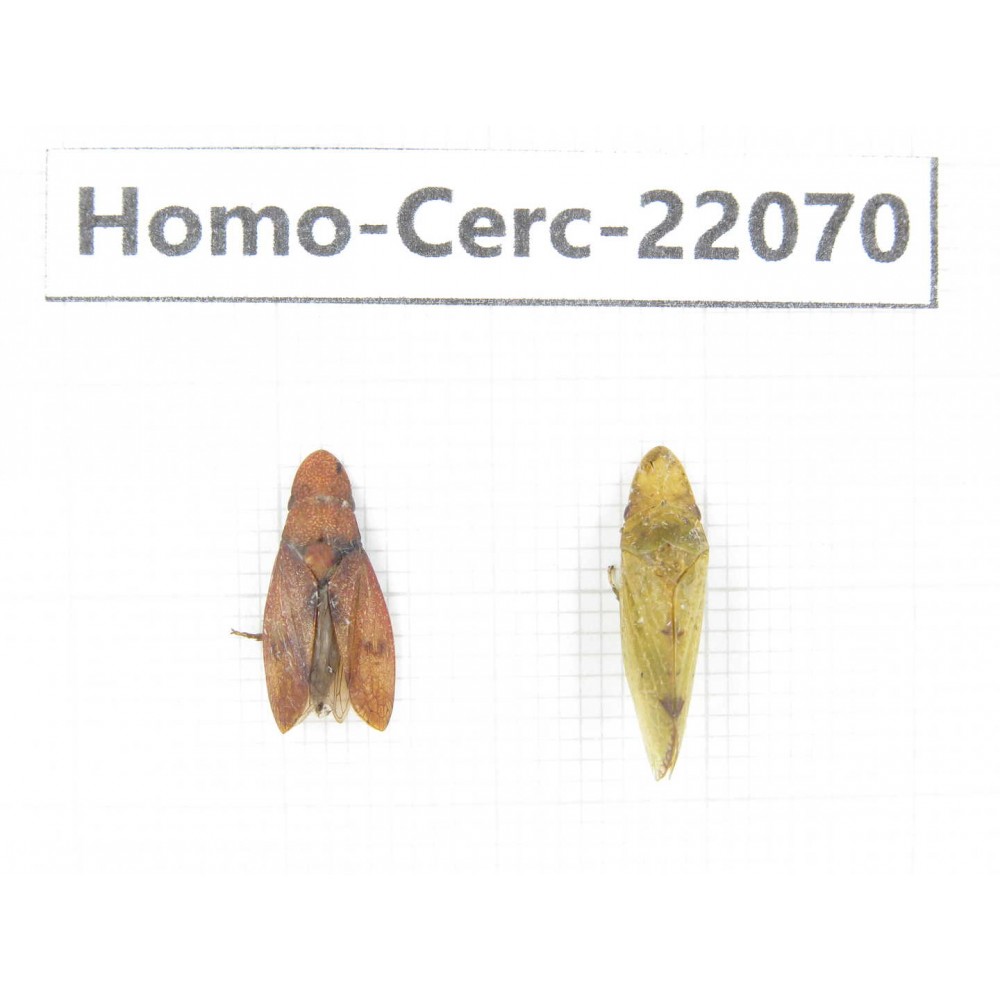 Cercopidae sp. China, Tibet, Linzhi, Bomi county. 2Pcs. Homo-Cerc-22070.