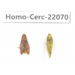 Cercopidae sp. China, Tibet, Linzhi, Bomi county. 2Pcs. Homo-Cerc-22070.