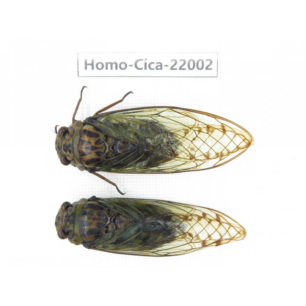 Cicadidae sp. China, Tibet, Linzhi, Bomi county. 1P. Homo-Cica-22002.