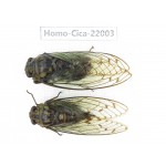 Cicadidae sp. China, Tibet, Linzhi, Bomi county. 1P. Homo-Cica-22003.