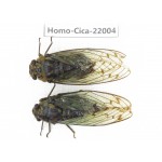 Cicadidae sp. China, Tibet, Linzhi, Bomi county. 1P. Homo-Cica-22004.